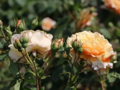 Strauchrose 'Caramella' ® -Deutschland Garten Funk Verkaufs-Shop strauchrose caramella m002916 w 19
