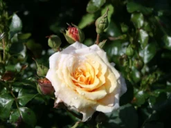 Strauchrose 'Caramella' ® -Deutschland Garten Funk Verkaufs-Shop strauchrose caramella m002916 w 3