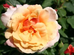 Strauchrose 'Caramella' ® -Deutschland Garten Funk Verkaufs-Shop strauchrose caramella m002916 w 5