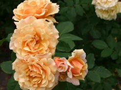 Strauchrose 'Caramella' ® -Deutschland Garten Funk Verkaufs-Shop strauchrose caramella m002916 w 9