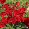 Strauchrose 'Castella' ®