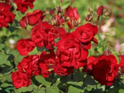 Strauchrose 'Castella' ®