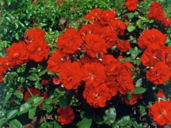 Strauchrose 'Castella' ® -Deutschland Garten Funk Verkaufs-Shop strauchrose castella m005518 w 0