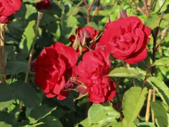Strauchrose 'Castella' ® -Deutschland Garten Funk Verkaufs-Shop strauchrose castella m005518 w 1