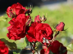 Strauchrose 'Castella' ® -Deutschland Garten Funk Verkaufs-Shop strauchrose castella m005518 w 3