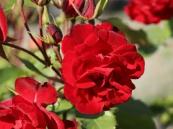 Strauchrose 'Castella' ® -Deutschland Garten Funk Verkaufs-Shop strauchrose castella m005518 w 4