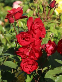 Strauchrose 'Castella' ® -Deutschland Garten Funk Verkaufs-Shop strauchrose castella m005518 w 5