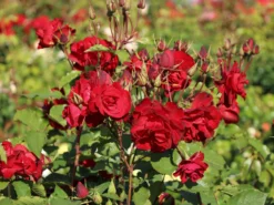 Strauchrose 'Castella' ® -Deutschland Garten Funk Verkaufs-Shop strauchrose castella m005518 w 6