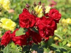 Strauchrose 'Castella' ® -Deutschland Garten Funk Verkaufs-Shop strauchrose castella m005518 w 7