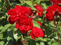 Strauchrose 'Castella' ® -Deutschland Garten Funk Verkaufs-Shop strauchrose castella m005518 w 9