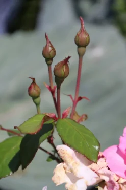 Strauchrose 'Centenaire De Lourdes' -Deutschland Garten Funk Verkaufs-Shop strauchrose centenaire de lourdes m002920 506742 15