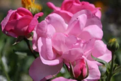 Strauchrose 'Centenaire De Lourdes' -Deutschland Garten Funk Verkaufs-Shop strauchrose centenaire de lourdes m002920 506742 18