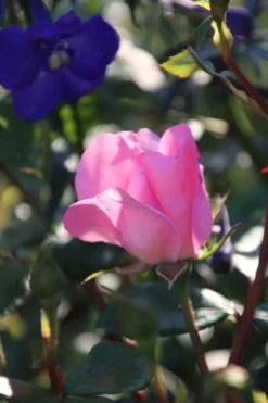 Strauchrose 'Centenaire De Lourdes' -Deutschland Garten Funk Verkaufs-Shop strauchrose centenaire de lourdes m002920 506742 22