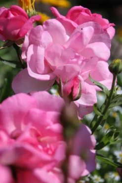 Strauchrose 'Centenaire De Lourdes' -Deutschland Garten Funk Verkaufs-Shop strauchrose centenaire de lourdes m002920 506742 4