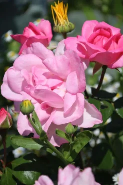 Strauchrose 'Centenaire De Lourdes' -Deutschland Garten Funk Verkaufs-Shop strauchrose centenaire de lourdes m002920 506742 9