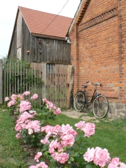 Strauchrose 'Centenaire De Lourdes' -Deutschland Garten Funk Verkaufs-Shop strauchrose centenaire de lourdes m002920 584944 0