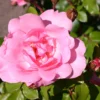 Strauchrose 'Centenaire De Lourdes'