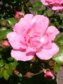 Strauchrose 'Centenaire De Lourdes' -Deutschland Garten Funk Verkaufs-Shop strauchrose centenaire de lourdes m002920 w 0