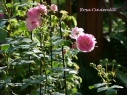 Strauchrose 'Cinderella' ® -Deutschland Garten Funk Verkaufs-Shop strauchrose cinderella m002788 1341765 0