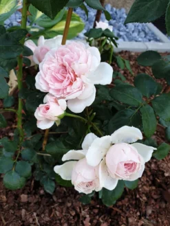 Strauchrose 'Cinderella' ® -Deutschland Garten Funk Verkaufs-Shop strauchrose cinderella m002788 193676 0