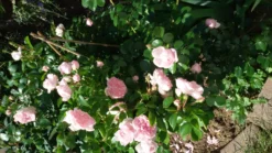 Strauchrose 'Cinderella' ® -Deutschland Garten Funk Verkaufs-Shop strauchrose cinderella m002788 307684 0