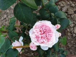 Strauchrose 'Cinderella' ® -Deutschland Garten Funk Verkaufs-Shop strauchrose cinderella m002788 453822 0