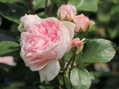 Strauchrose 'Cinderella' ®