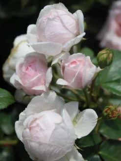 Strauchrose 'Cinderella' ® -Deutschland Garten Funk Verkaufs-Shop strauchrose cinderella m002788 w 2
