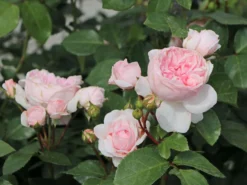 Strauchrose 'Cinderella' ® -Deutschland Garten Funk Verkaufs-Shop strauchrose cinderella m002788 w 3