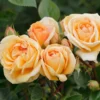 Strauchrose 'Circle Of Life' ®