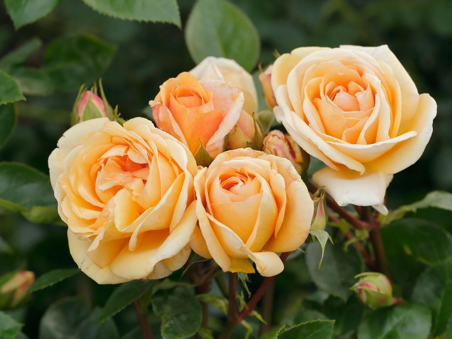 Strauchrose 'Circle Of Life' ® 1 Strauchrose 'Circle Of Life' ®