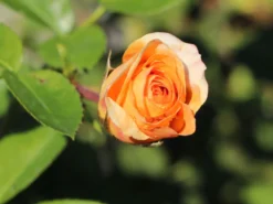 Strauchrose 'Circle Of Life' ® 5 Strauchrose 'Circle Of Life' ® -Deutschland Garten Funk Verkaufs-Shop strauchrose circle of life m114662 w 1