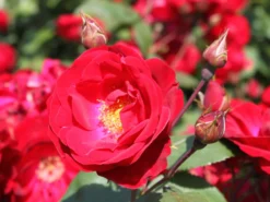 Strauchrose 'Dirigent' ® -Deutschland Garten Funk Verkaufs-Shop strauchrose dirigent m003548 w 1