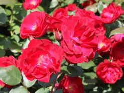 Strauchrose 'Dirigent' ® -Deutschland Garten Funk Verkaufs-Shop strauchrose dirigent m003548 w 2