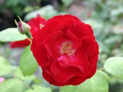 Strauchrose 'Dirigent' ® -Deutschland Garten Funk Verkaufs-Shop strauchrose dirigent m003548 w 3