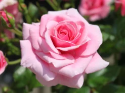 Strauchrose 'Dornröschenschloss Sababurg' ®