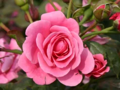 Strauchrose 'Dornröschenschloss Sababurg' ® -Deutschland Garten Funk Verkaufs-Shop strauchrose dornroeschenschloss sababurg m002950 w 0