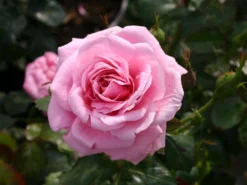 Strauchrose 'Dornröschenschloss Sababurg' ® -Deutschland Garten Funk Verkaufs-Shop strauchrose dornroeschenschloss sababurg m002950 w 1