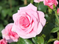 Strauchrose 'Dornröschenschloss Sababurg' ® -Deutschland Garten Funk Verkaufs-Shop strauchrose dornroeschenschloss sababurg m002950 w 2