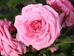 Strauchrose 'Dornröschenschloss Sababurg' ® -Deutschland Garten Funk Verkaufs-Shop strauchrose dornroeschenschloss sababurg m002950 w 3