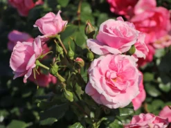Strauchrose 'Dornröschenschloss Sababurg' ® -Deutschland Garten Funk Verkaufs-Shop strauchrose dornroeschenschloss sababurg m002950 w 6