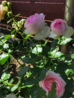 Strauchrose 'Eden Rose 85' ® -Deutschland Garten Funk Verkaufs-Shop strauchrose eden rose 85 m002954 1087911 0