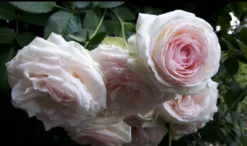 Strauchrose 'Eden Rose 85' ® -Deutschland Garten Funk Verkaufs-Shop strauchrose eden rose 85 m002954 1405421 0