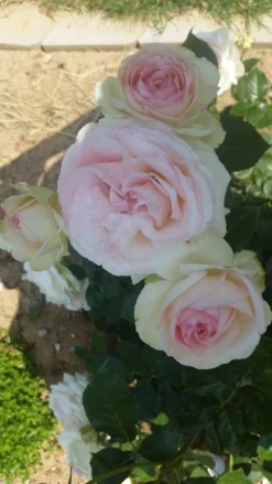 Strauchrose 'Eden Rose 85' ® -Deutschland Garten Funk Verkaufs-Shop strauchrose eden rose 85 m002954 193676 0