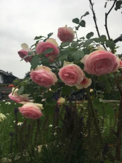 Strauchrose 'Eden Rose 85' ® -Deutschland Garten Funk Verkaufs-Shop strauchrose eden rose 85 m002954 193676 2