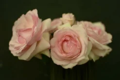 Strauchrose 'Eden Rose 85' ® -Deutschland Garten Funk Verkaufs-Shop strauchrose eden rose 85 m002954 833421 0