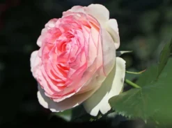 Strauchrose 'Eden Rose 85' ®
