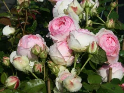 Strauchrose 'Eden Rose 85' ® -Deutschland Garten Funk Verkaufs-Shop strauchrose eden rose 85 m002954 w 0