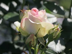 Strauchrose 'Eden Rose 85' ® -Deutschland Garten Funk Verkaufs-Shop strauchrose eden rose 85 m002954 w 1
