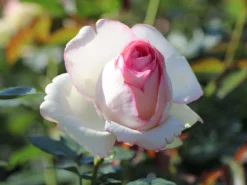 Strauchrose 'Eden Rose 85' ® -Deutschland Garten Funk Verkaufs-Shop strauchrose eden rose 85 m002954 w 10